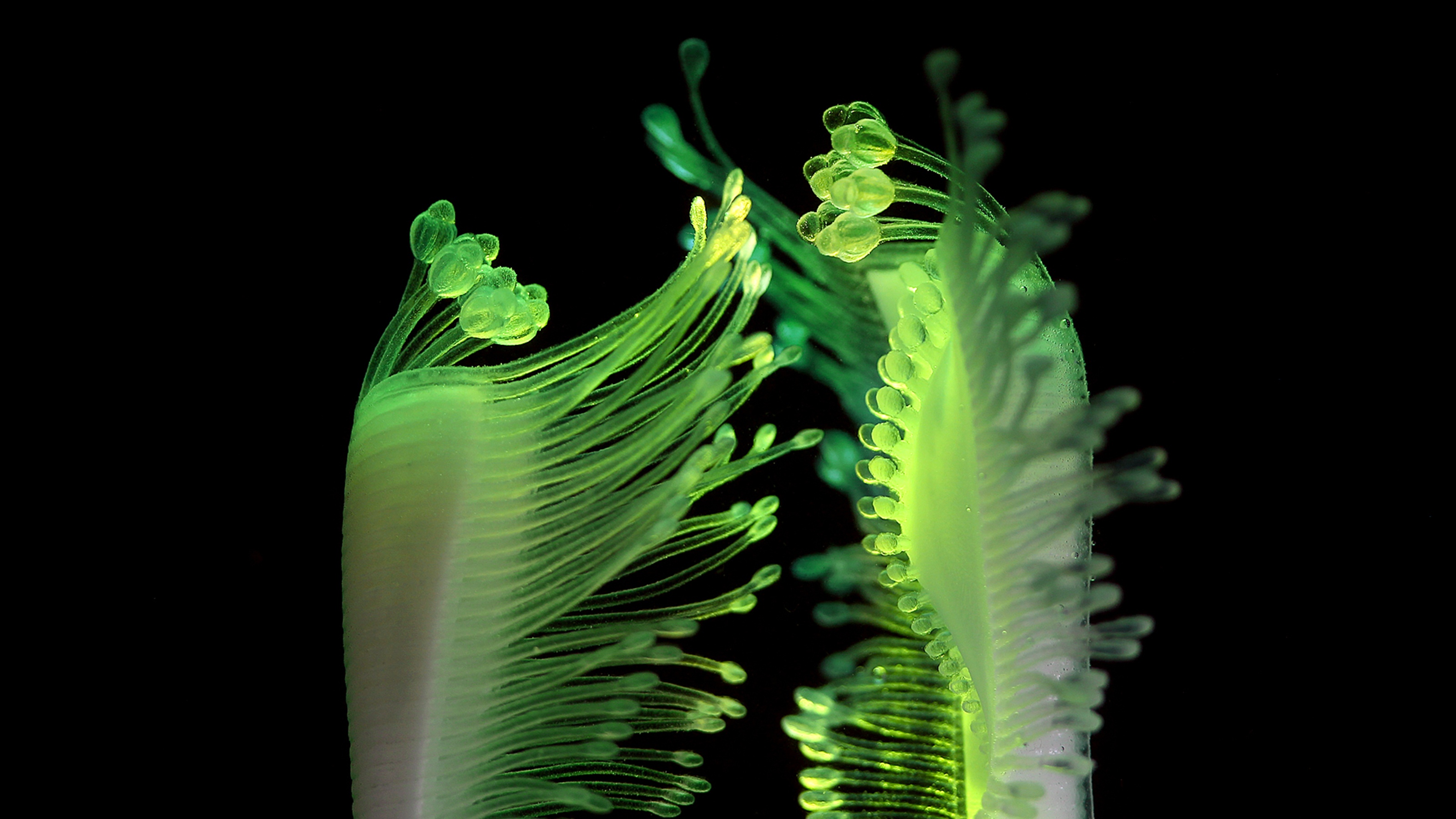 Close up of bright green organic shape against black background