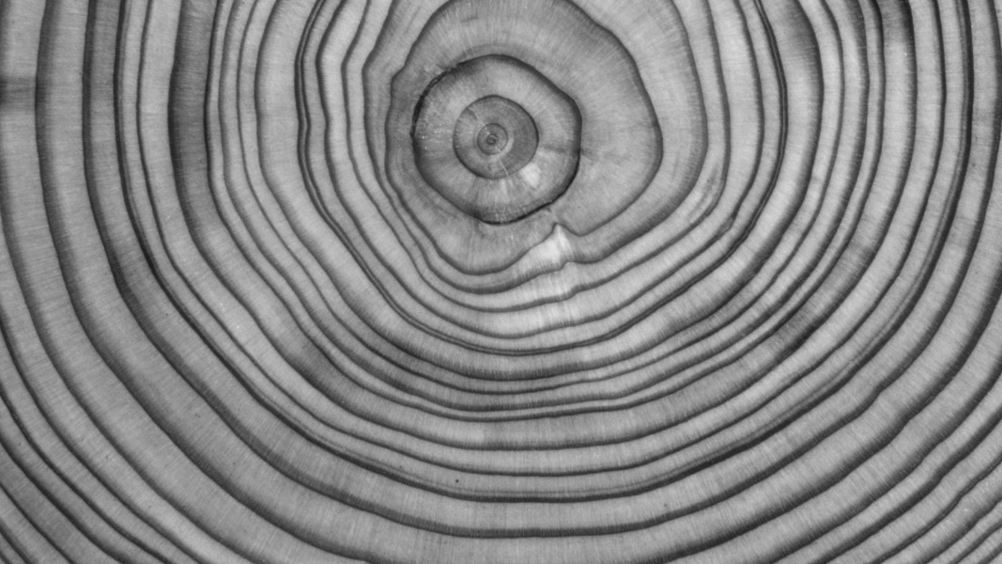 Black and white image of age rings on sliced tree trunk