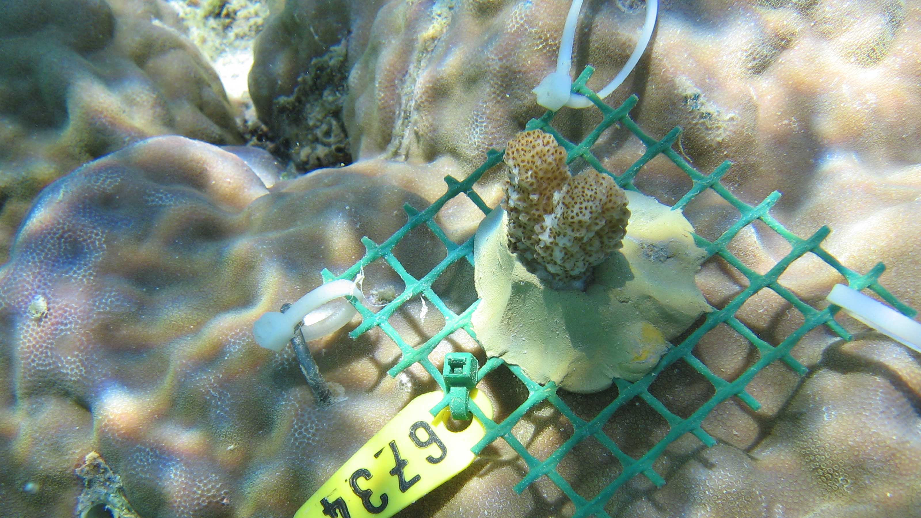 A small coral 'nubbin' planted on coral in a field experiment.