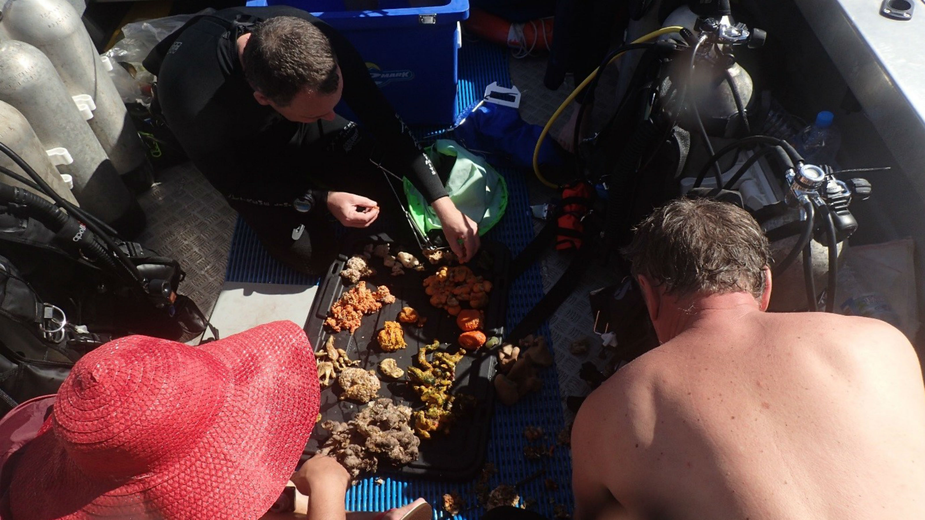 Sorting sponge samples on the back of a boat, ‘Eua, Tonga (2016).