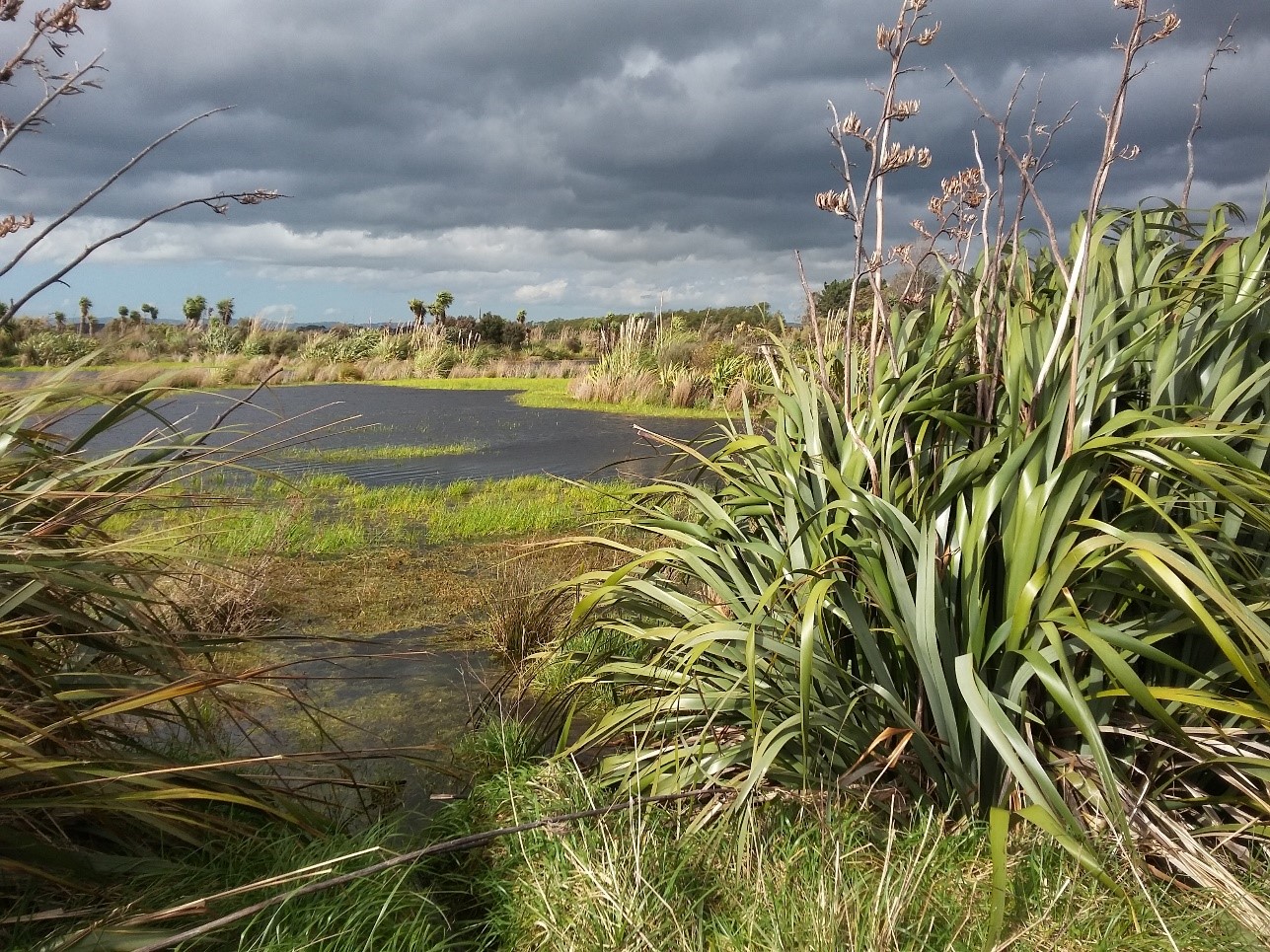 Wairio wetlands Alt text