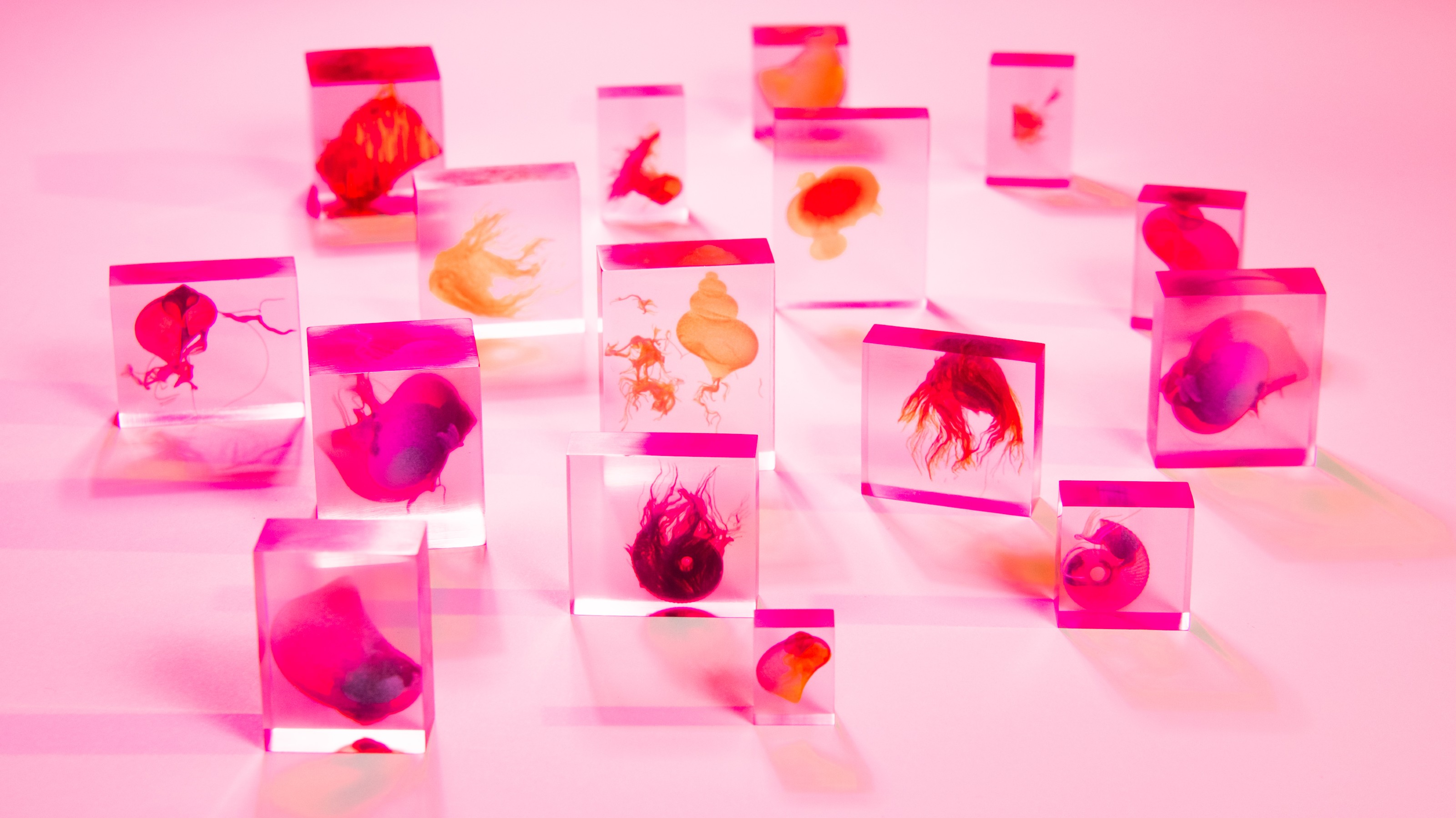 Resin blocks with sea shells inside, in front of pink background