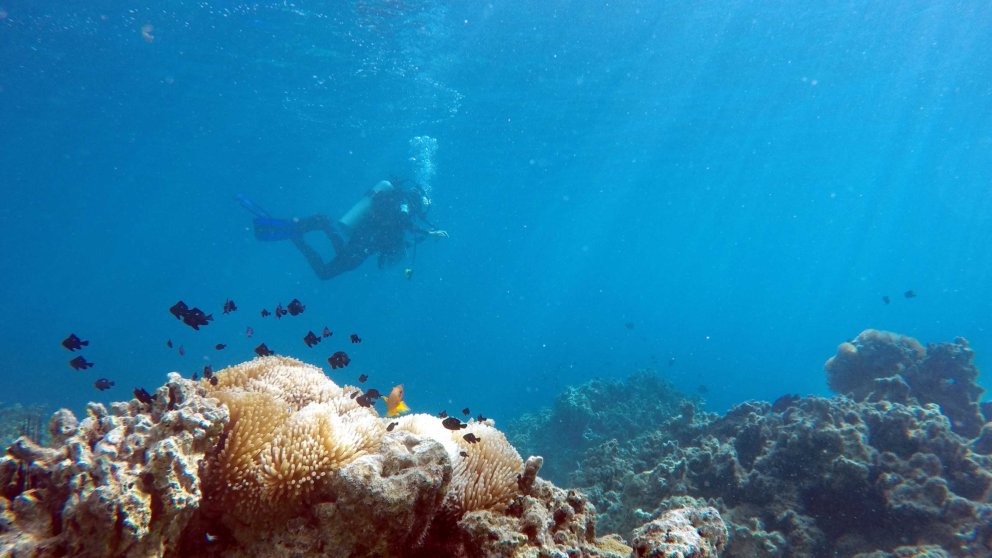 Diver surveying spawning fish in Moorea, French Polynesia.