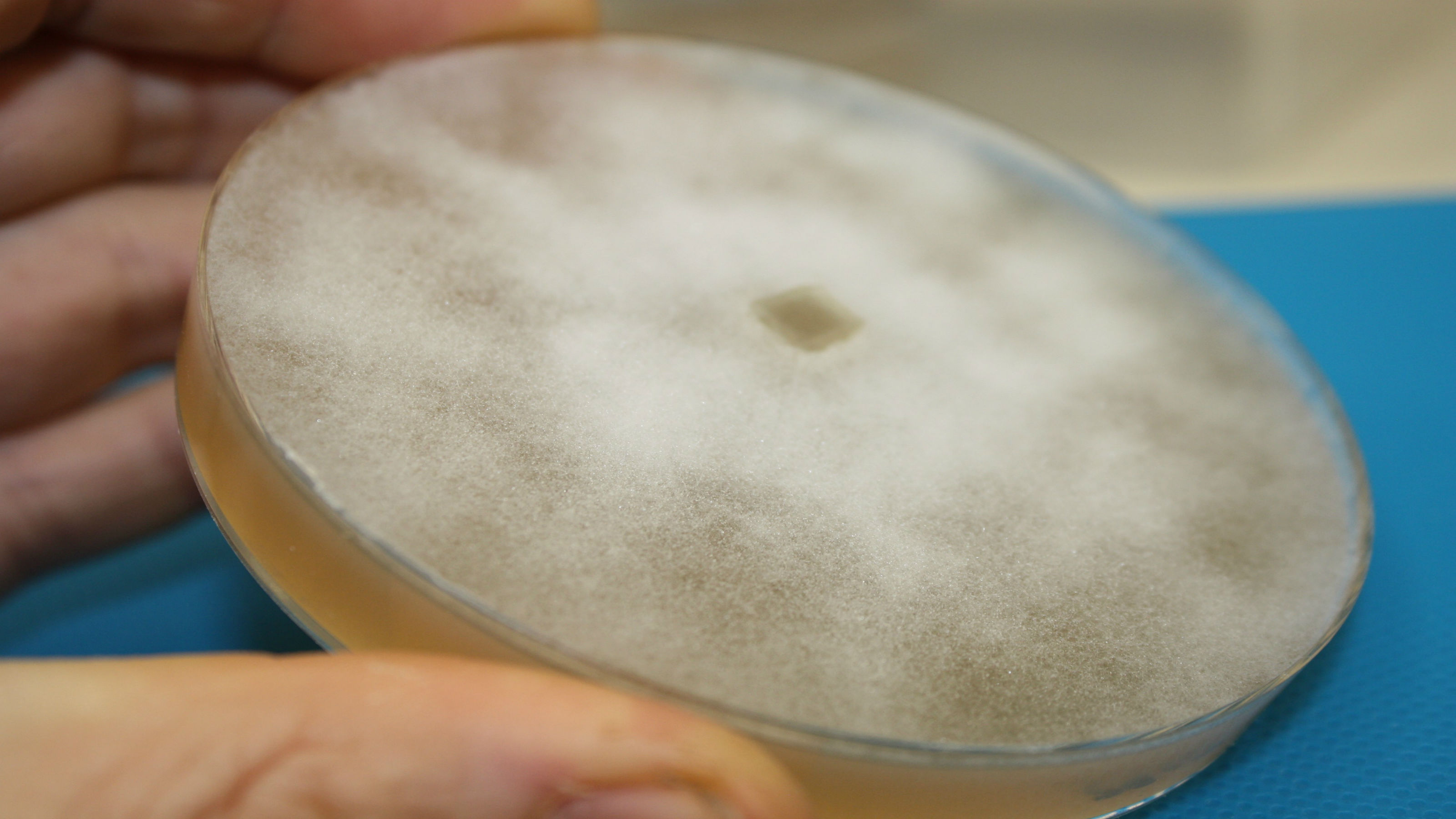 When cultured in a Petri dish, P. agathidicida looks like bread mould. However, it is more closely related to brown algae than to fungi.
