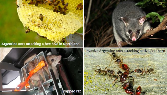 Invasive species