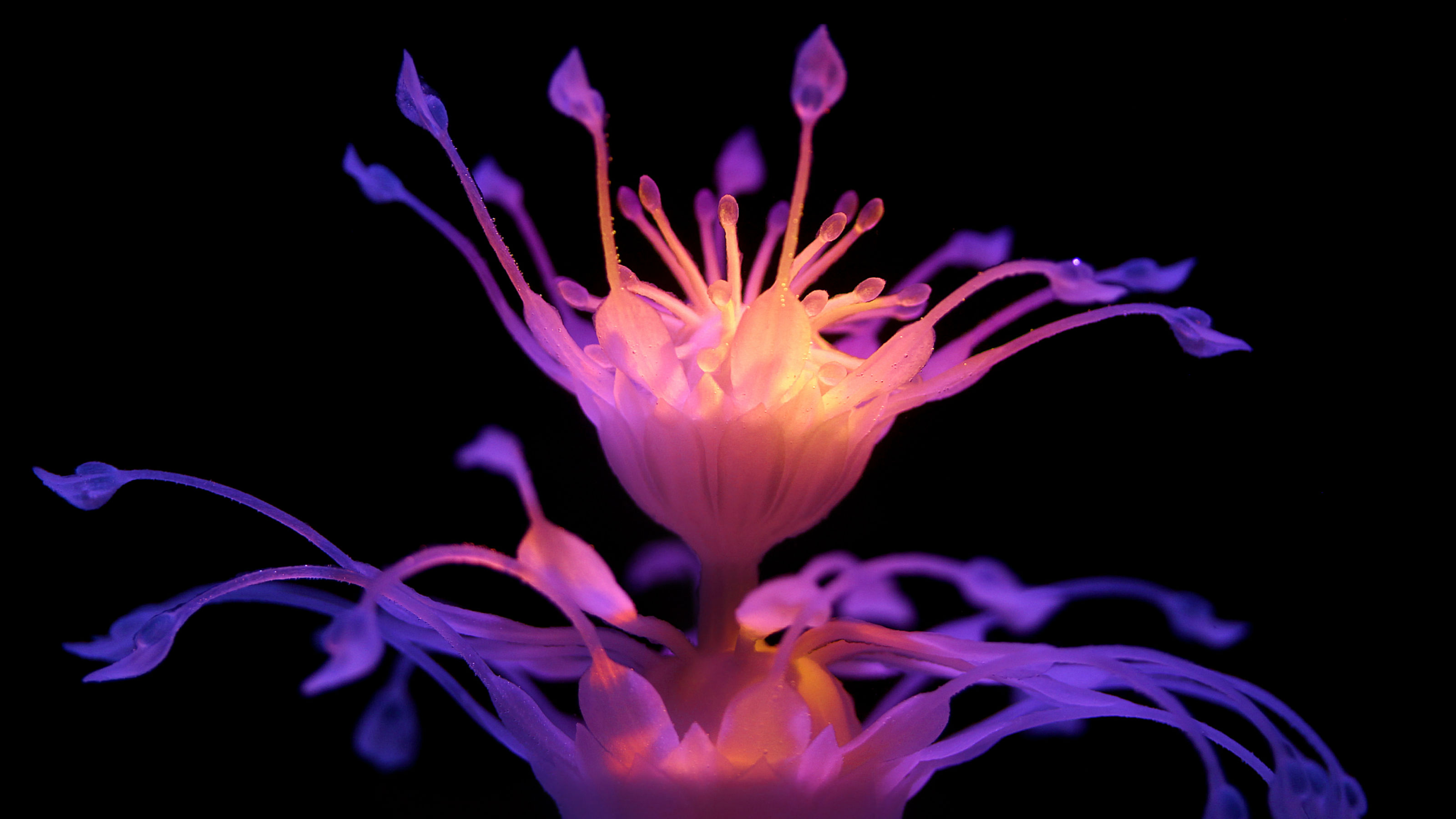 Hydrophyte Haven Flower