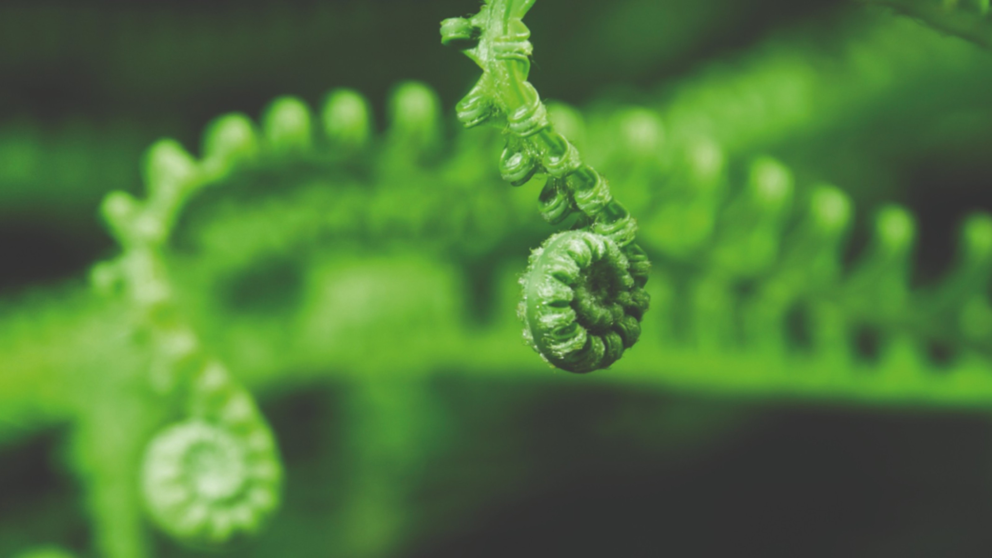 Koru