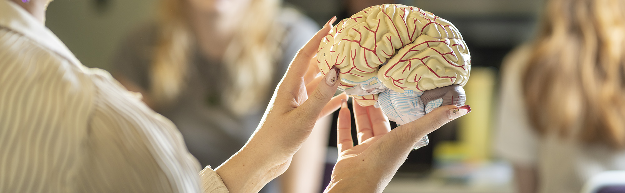 Hands holding a model of the brain.