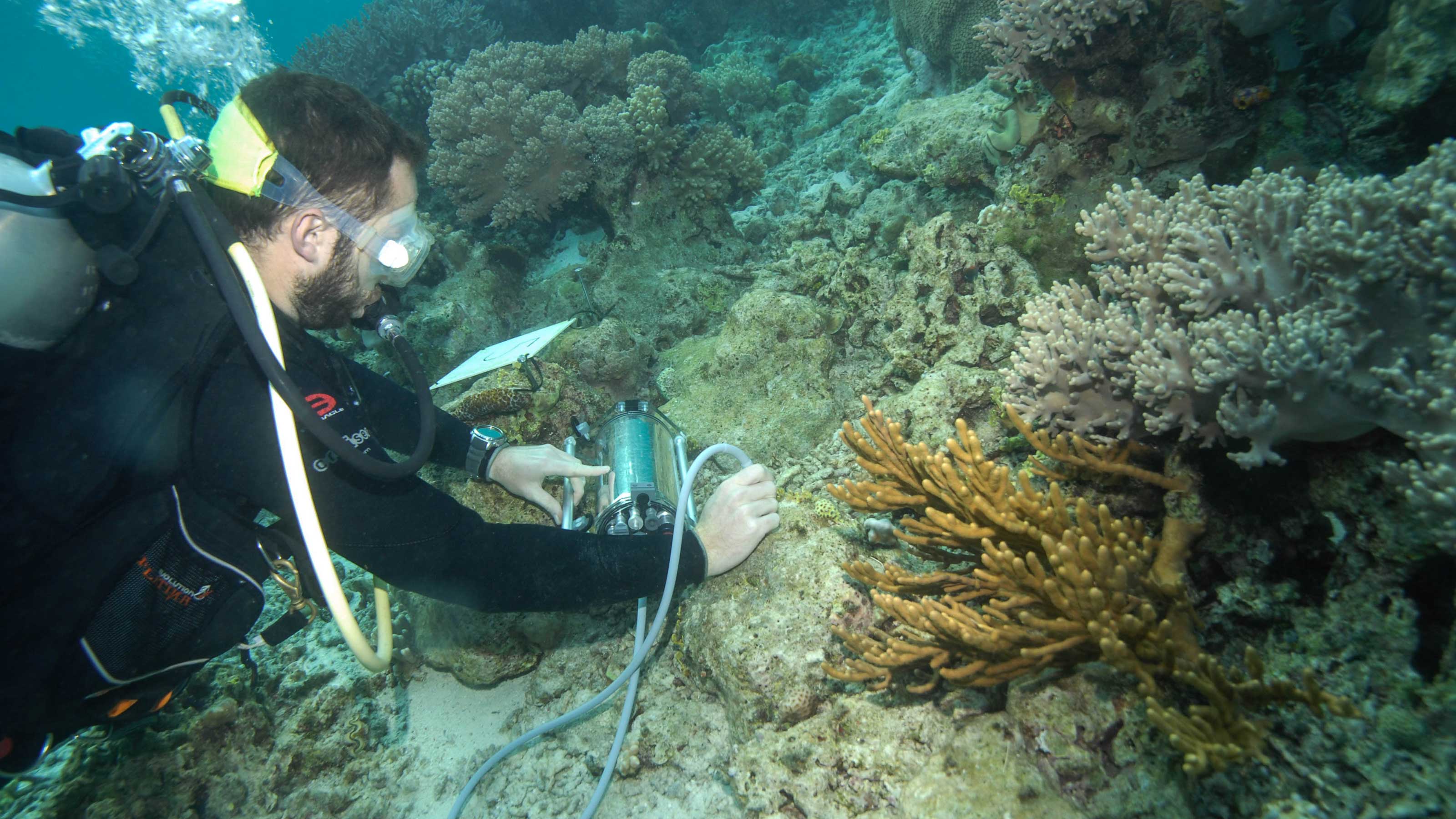 A diver examines the health of photosynthetic organisms on Indonesian coral reefs.