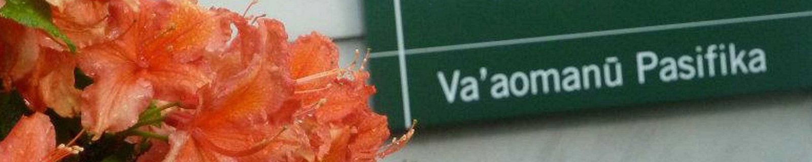 A close up image of a flower the a sign in the background that reads Va-aomanū Pasifika.