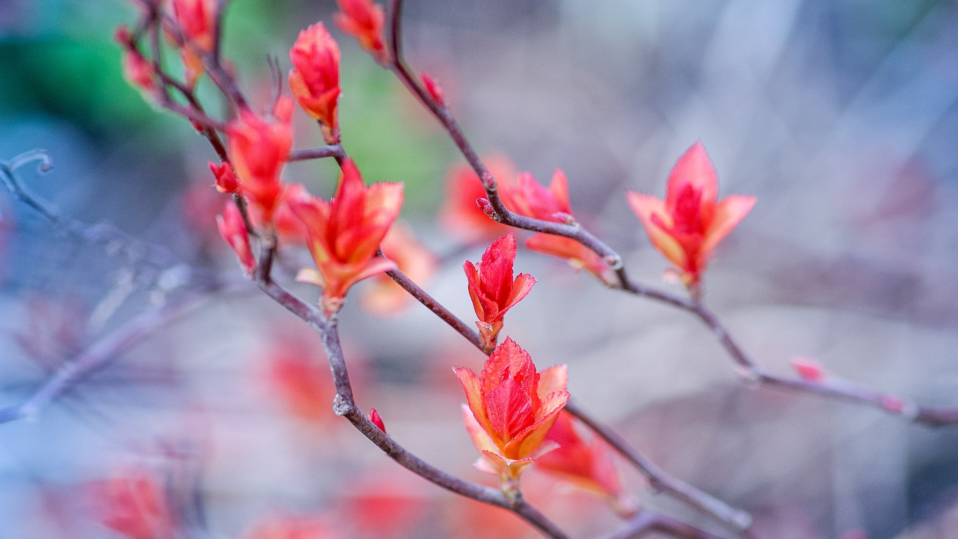 Clusters of red leaves opening off thin branches with a blue grey background.