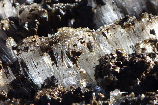 Needle ice on Mt Ruapehu c. Shaun Eaves 2012