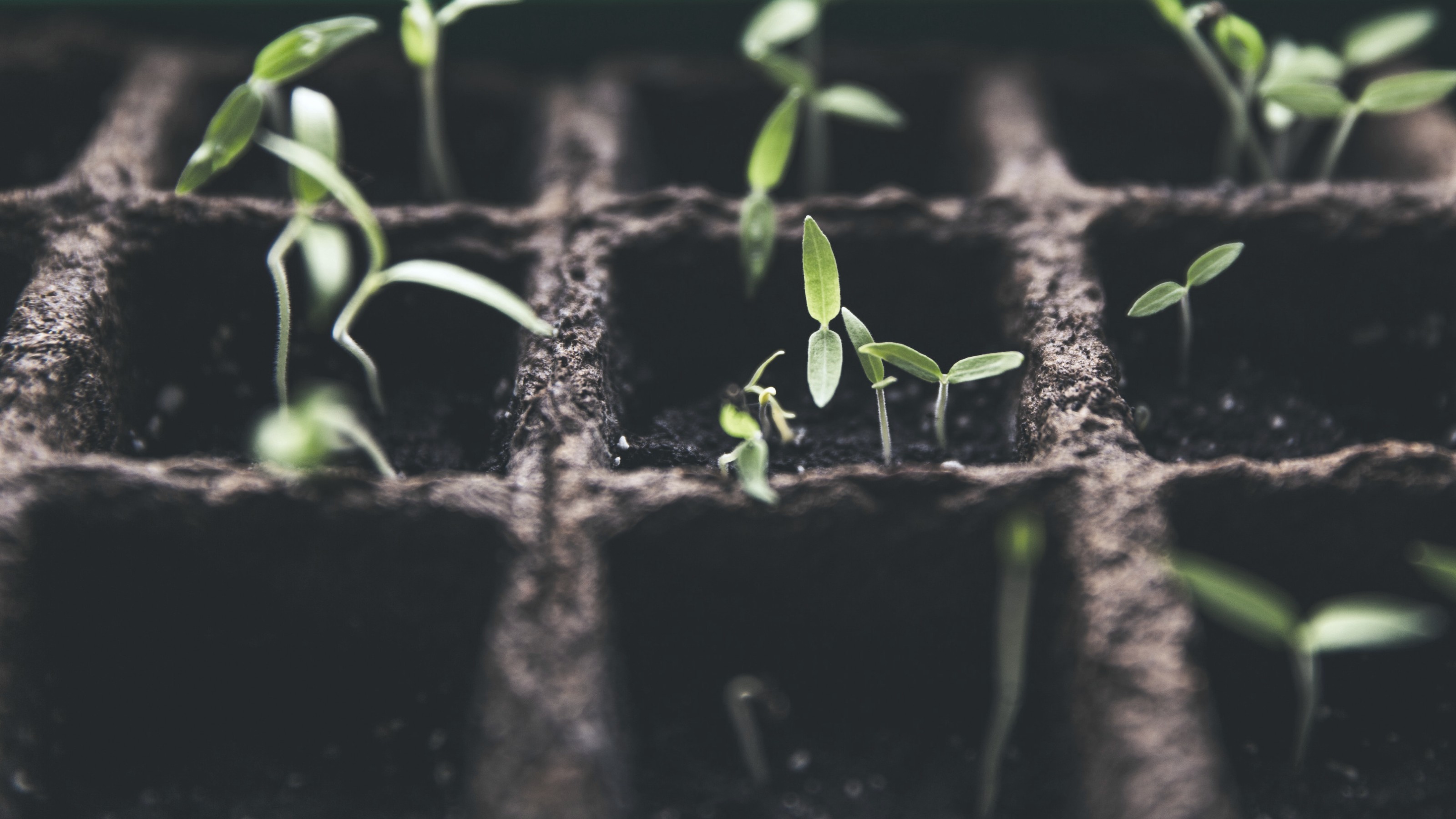 Small plants growing in a gridded potting tray with multiple seedlings in some squares.