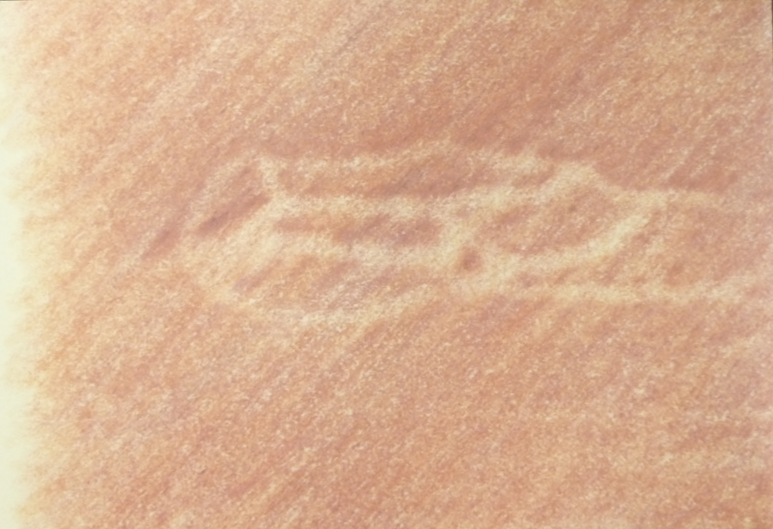 gnossienne.JPG Cover of Gnossiene