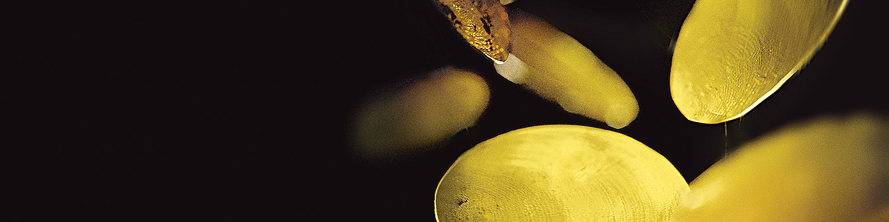 Abstract gold looking circular disks.