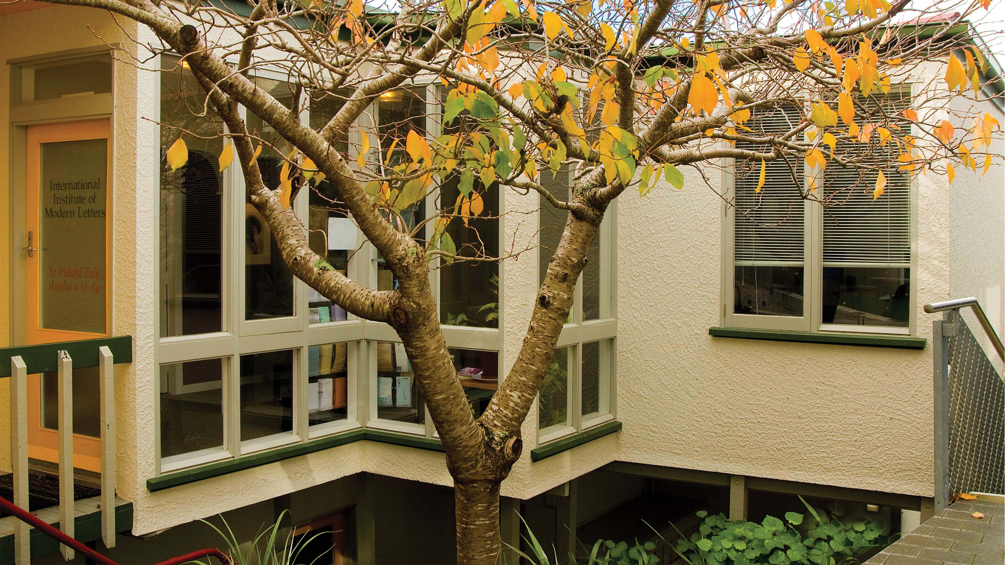 An image of a cherry tree in the fall with yellow leaves in front of a small building.
