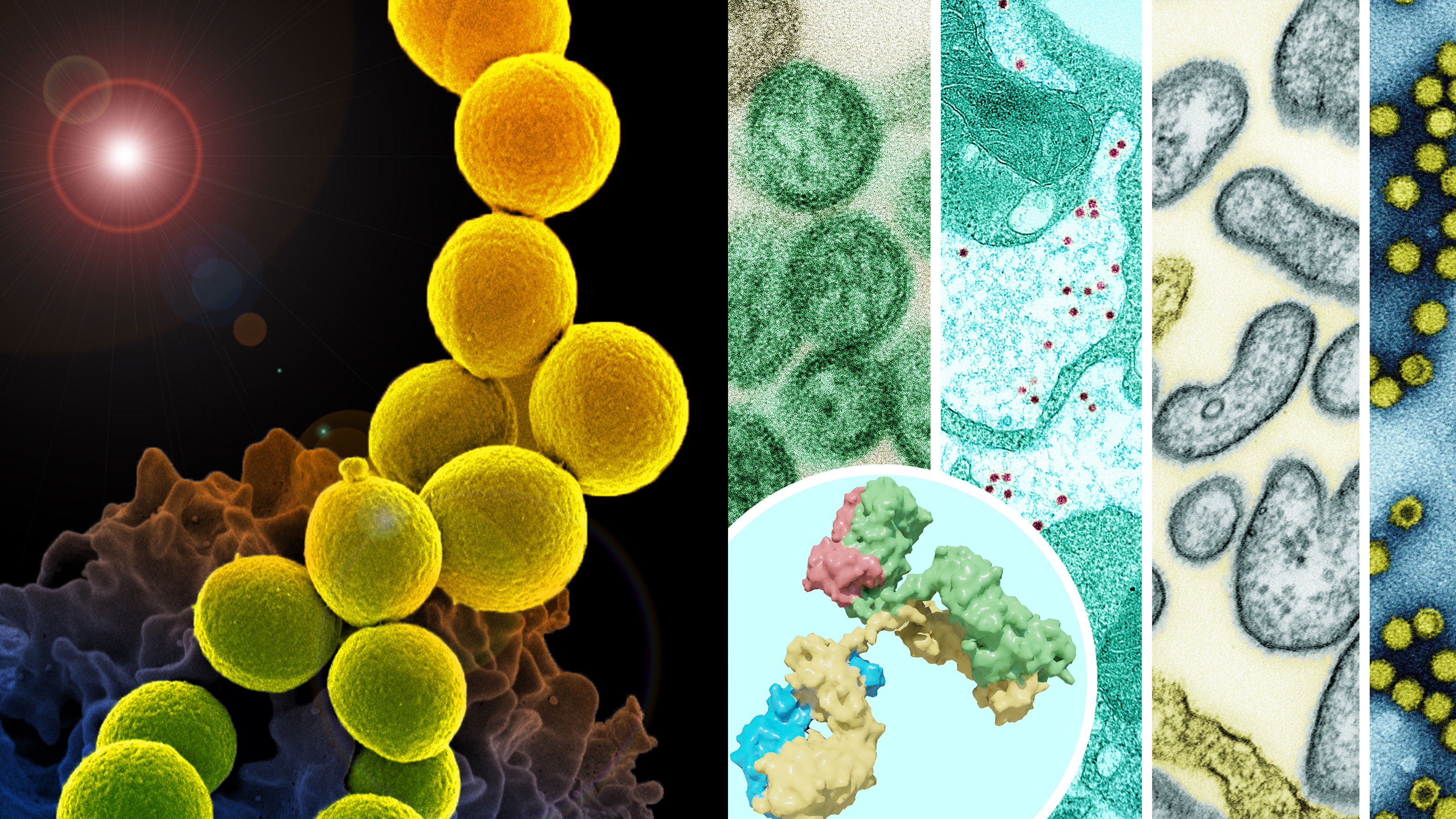 Microscopic images of staph and influenza vaccine