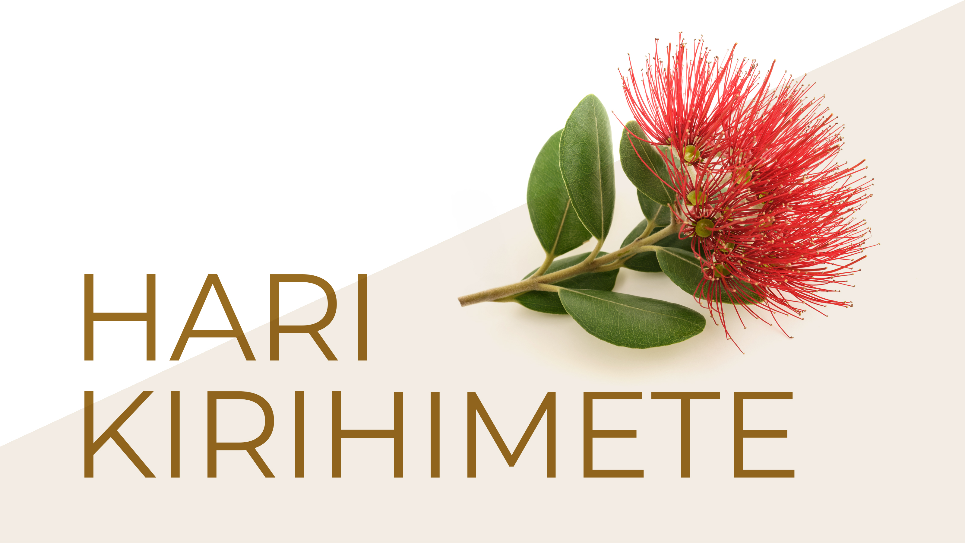 image of a native NZ flower