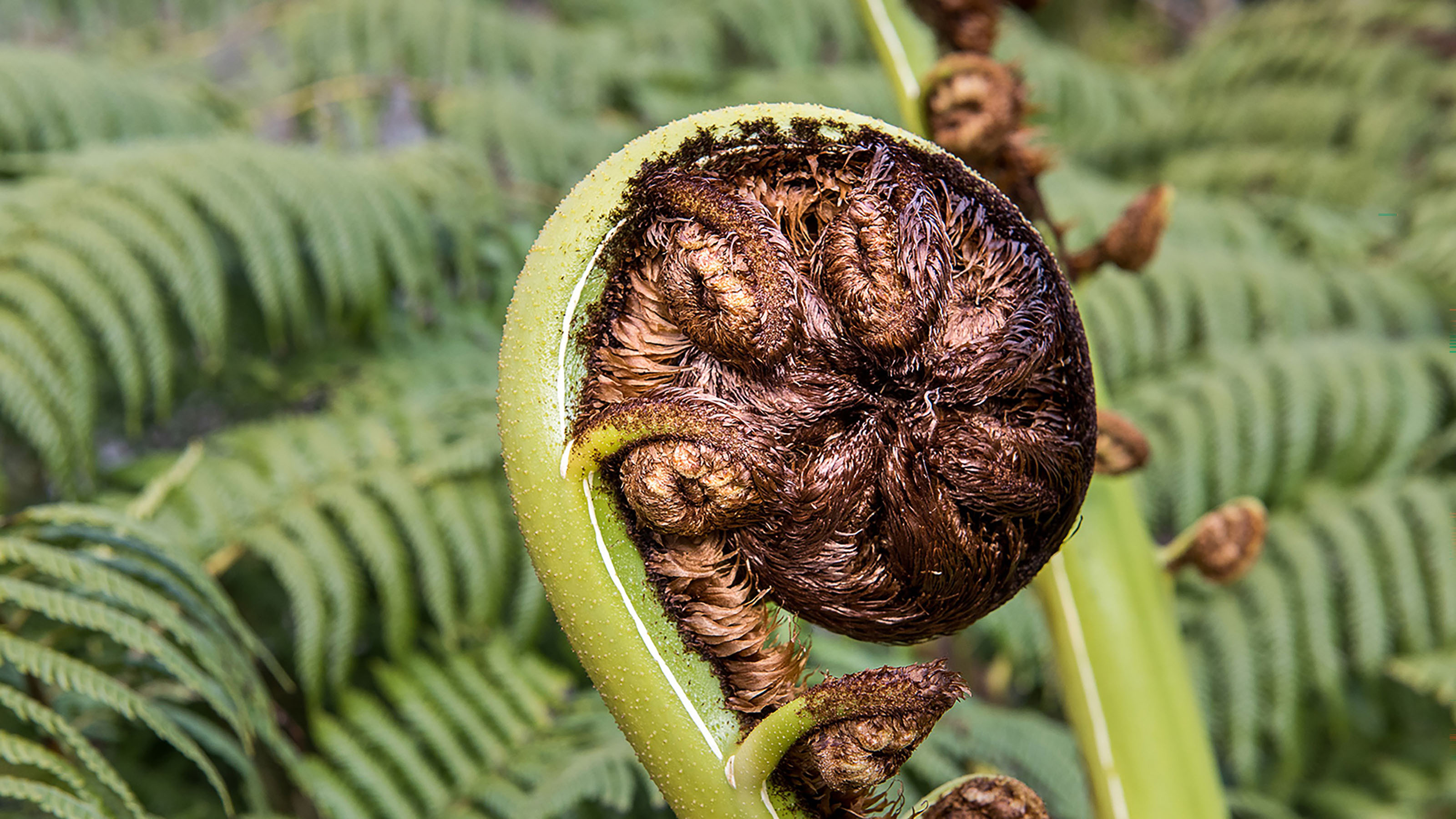 Spiral-shaped fern frond emerging among dense fern foliage