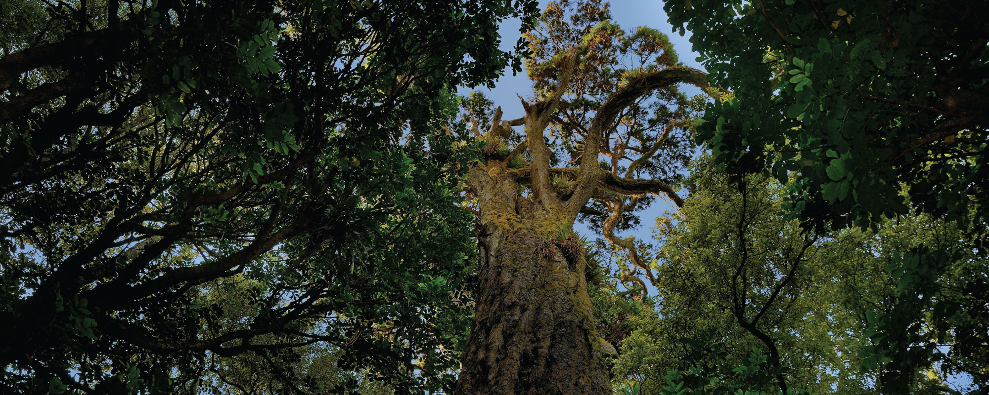 Looking up at a forest canopy with the gnarled trunk of an old tree in the centre.