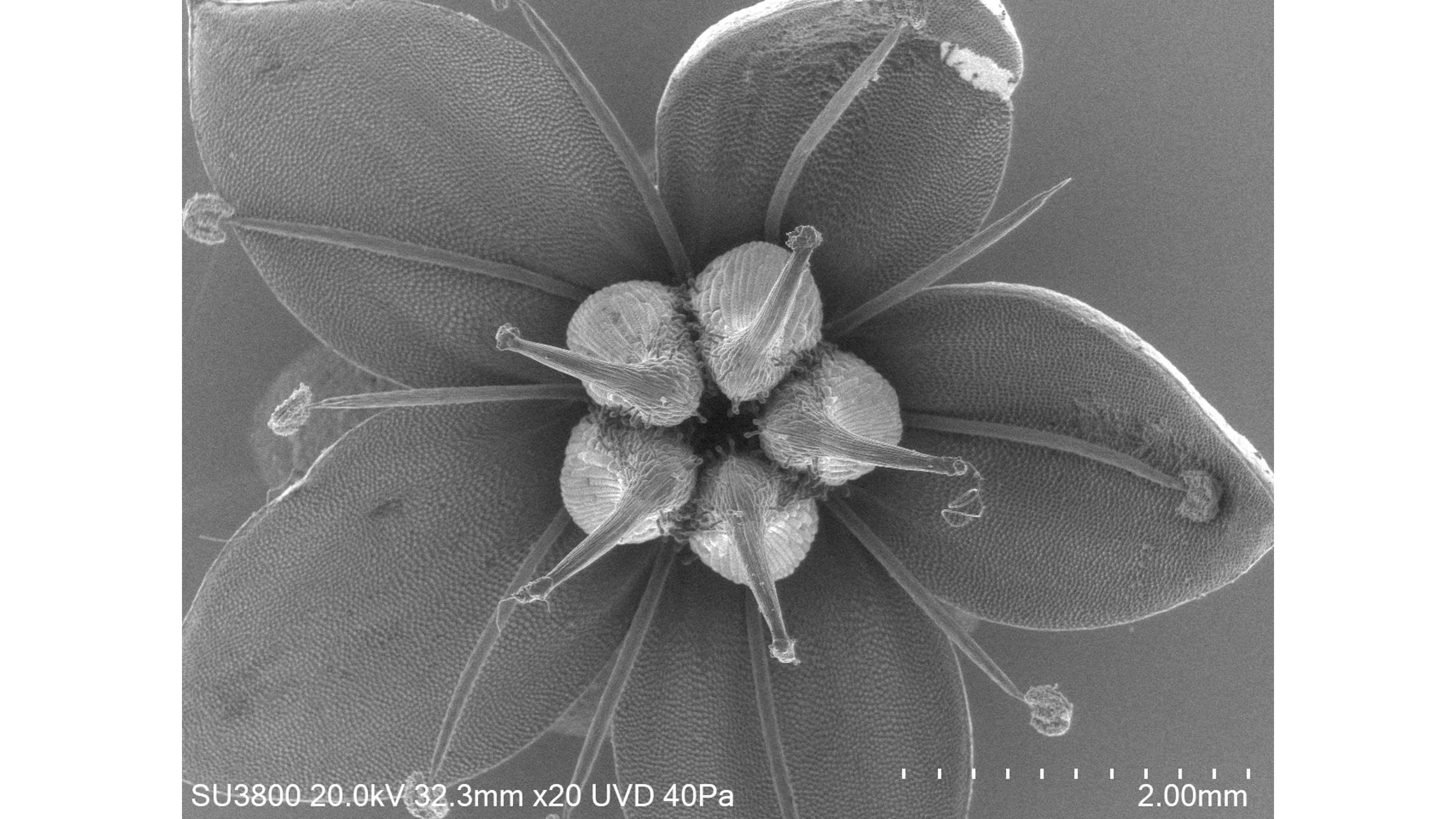 Uncoated flower