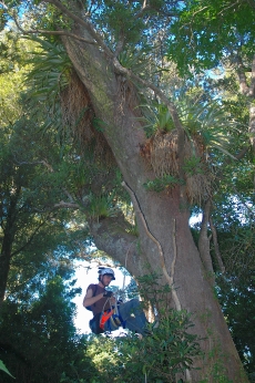 Tree climb A PhD student samples a tree's epiphytes in Otari-Wilton's Bush