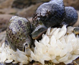 Cominella maculosa laying eggs-thb.jpg Cominella maculosa laying eggs