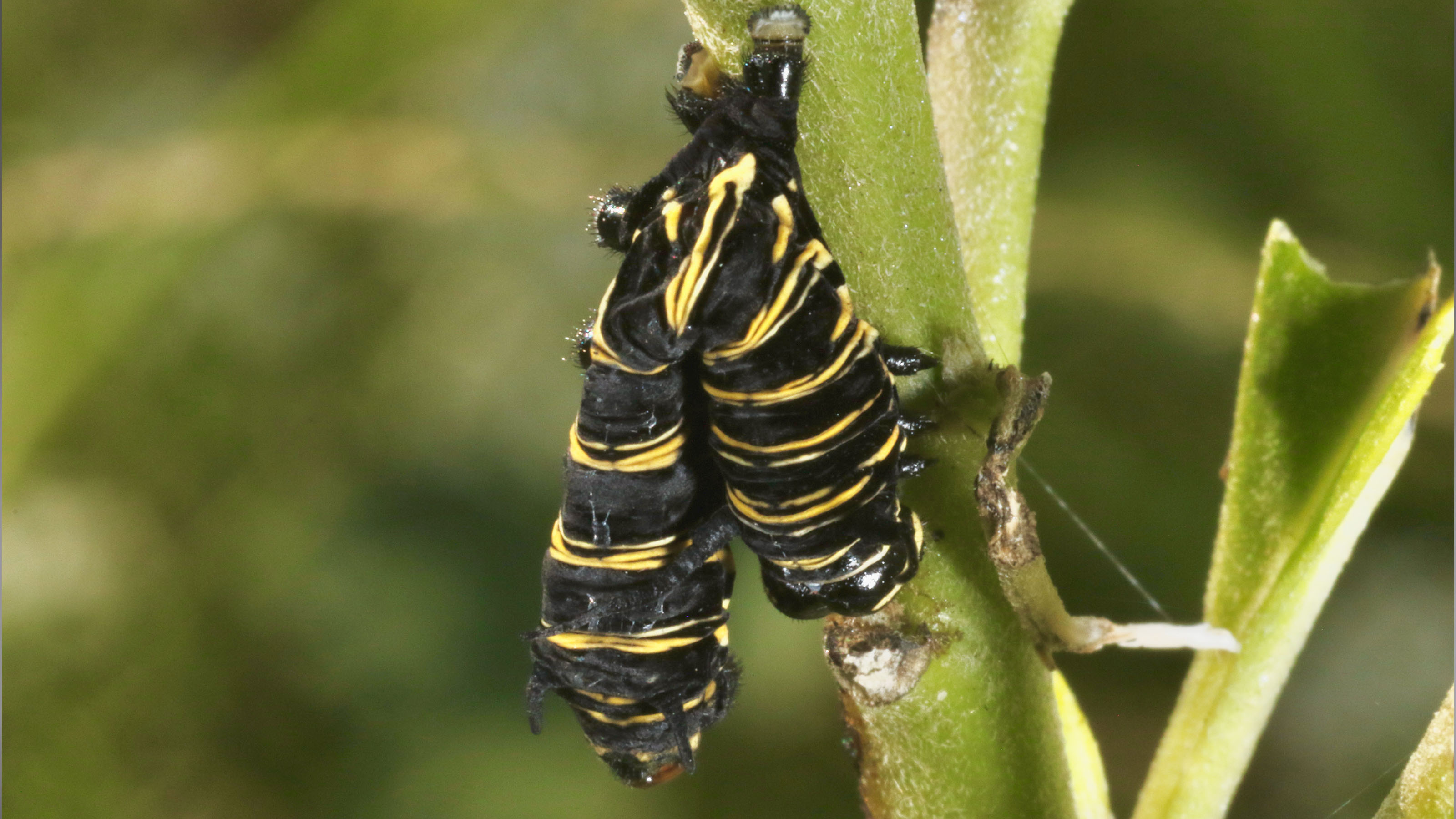 A deflated-looking black and yellow caterpillar folded in half and looking pretty forlorn
